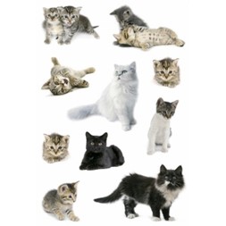 Etikett HERMA foto katter (3)